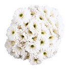 Poms -  White  - 45 StemsImage