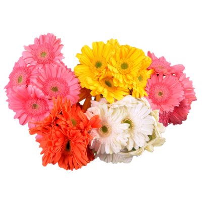 Gerbera Daisies - Assorted Pastels - 50 Stems