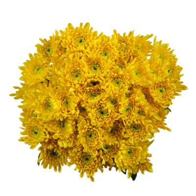Poms - Yellow Cushion - 50 Stems