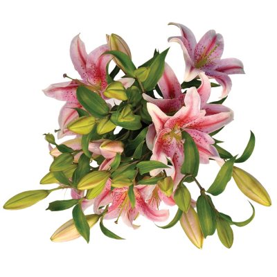 Starfighter Lily - White & Red - 25 Stems