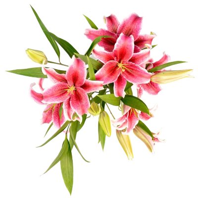 Sorbonne Oriental Lily - Medium Pink - 25 Stems