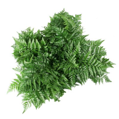 Leather Fern Grower Bunch - Assorted - 200 Stems