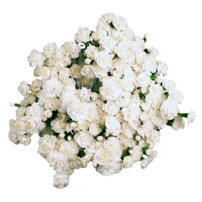 Mini Carnations - White - 100 Stems  