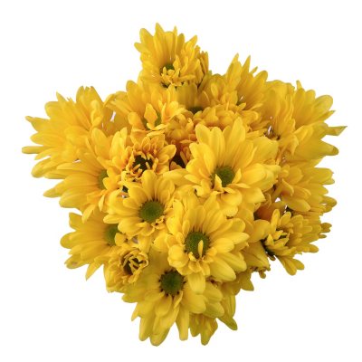 Poms - Yellow Daisy - 50 Stems