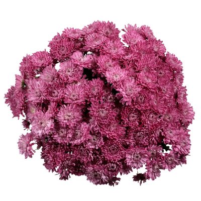 Poms - Lavender Cushion - 50 Stems