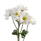 Poms - White Daisy - 50 StemsImage