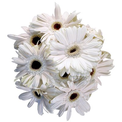 Gerbera Daisies - White - 50 Stems