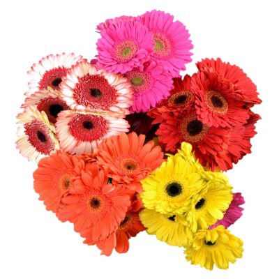 Gerbera Daisies - Assorted Bright Colors - 50 Stems