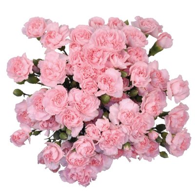 Mini Carnations - Pink - 100 Stems