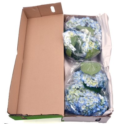 Hydrangea - Blue - 12 Stems