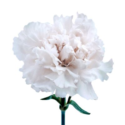 Carnations - White - 100 Stems