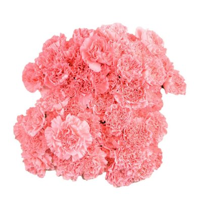 Carnations - Pink - 100 Stems