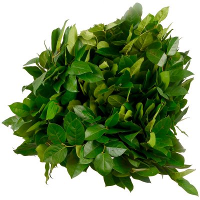 Salal - Greenery - 5 Bunches