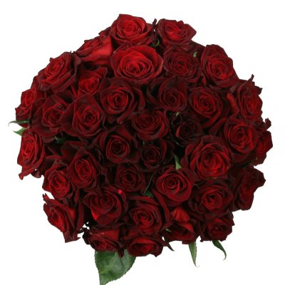 Roses - Black Bacarra - 75 Stems