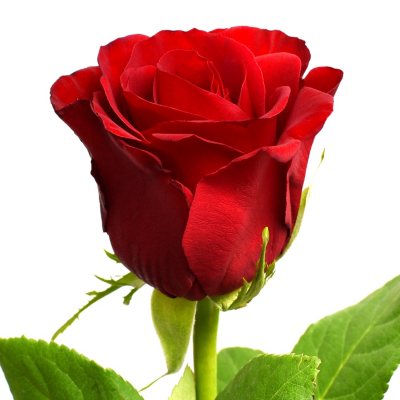 Roses - Sexy Lady - 100 Stems