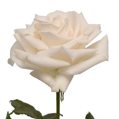 Roses - Vendela Roses - 100 Stems