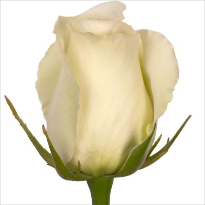 Roses - White Dove - 100 Stems