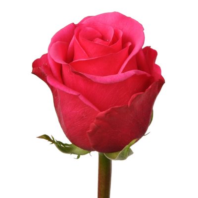 Roses - Hot Lady - 100 Stems