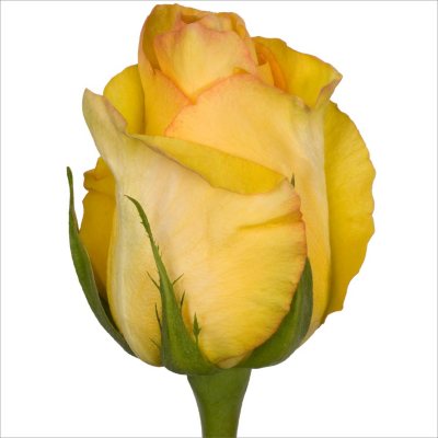 Roses - Dejavu - 100 Stems