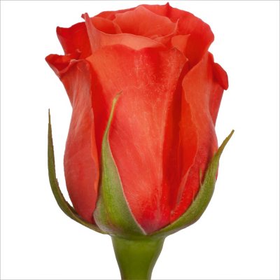 Roses - Manitou - 100 Stems