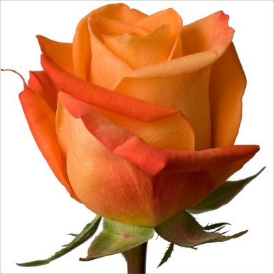 Roses - Voodoo - 100 Stems