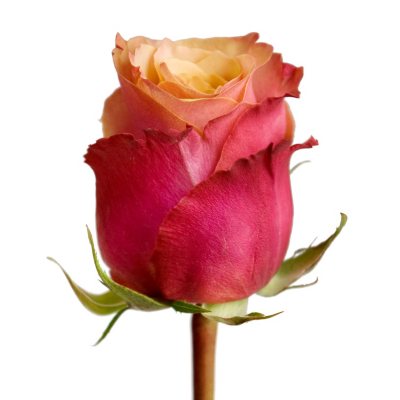 Roses - Cherry Brandy - 100 Stems