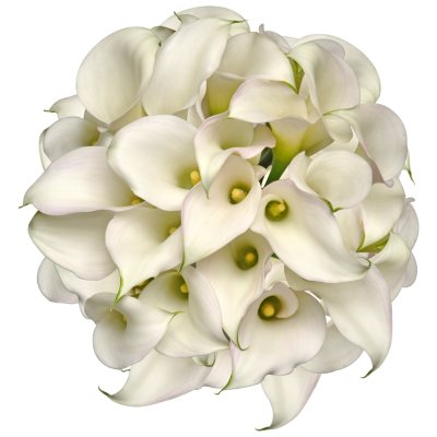 Mini Calla Lily - White  - 100 Stems