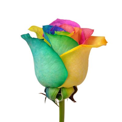 Roses - Rainbow - 100 Stems