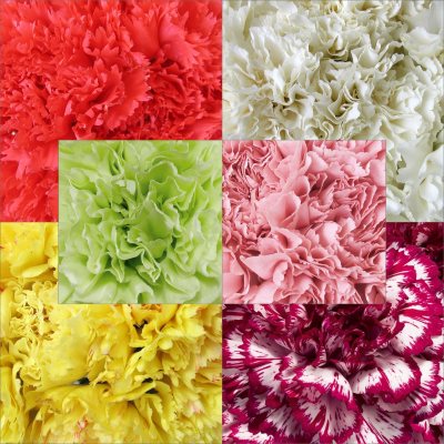 Florverde Assorted Carnations - 200 Stems