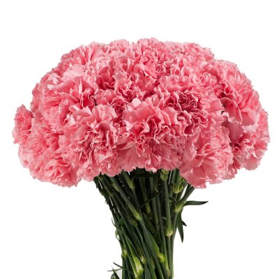 Florverde® Carnations - Pink - 200cm