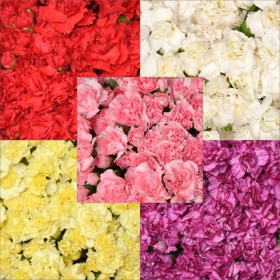 Florverde® Mini Carnations - Assorted - 200 Stems