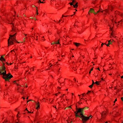 Florverde® Mini Carnations - Red - 200 Stems
