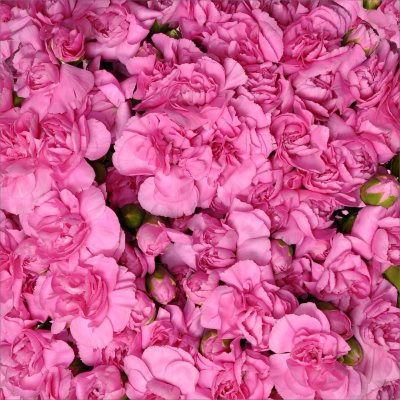 Florverde® Mini Carnations - Hot Pink - 200 Stems