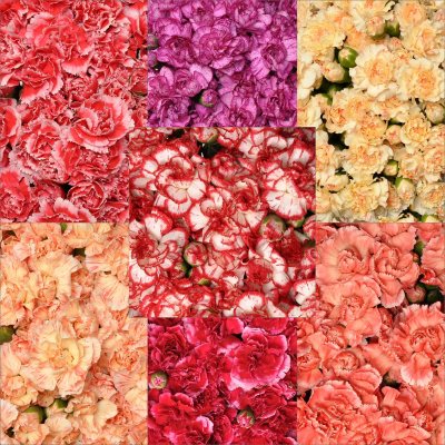 Florverde® Mini Carnations - Novelty - 200 Stems