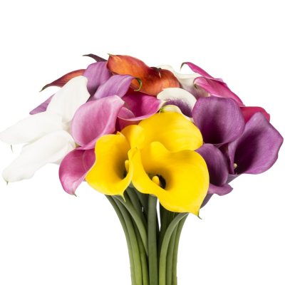Mini Calla Lily - Assorted 50cm -  100 Stems