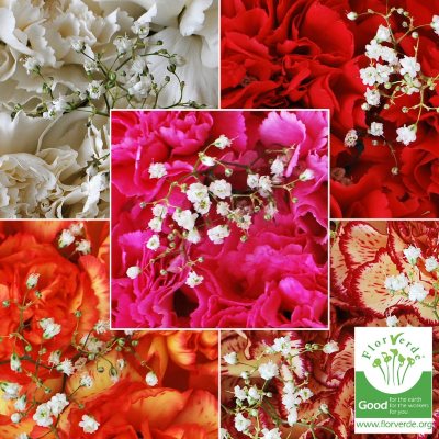 Florverde® Assorted Carnations Bouquet - 10 pk.