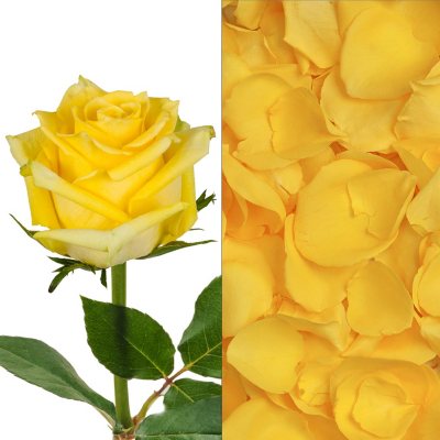 Roses/Petals Combo - Yellow - 75 Stems