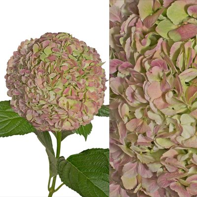 Hydrangeas/Petals Combo - Antique Green