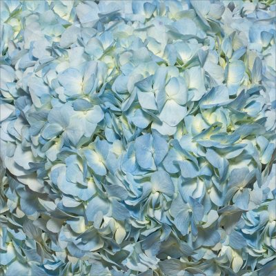 Hydrangeas/Petals Combo - Blue 