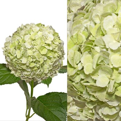 Hydrangeas/Petals Combo - Kiwi
