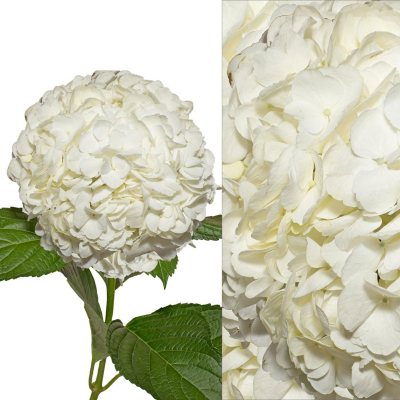 Hydrangeas/Petals Combo - White