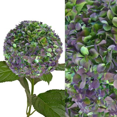 Hydrangeas/Petals Combo - Hulk