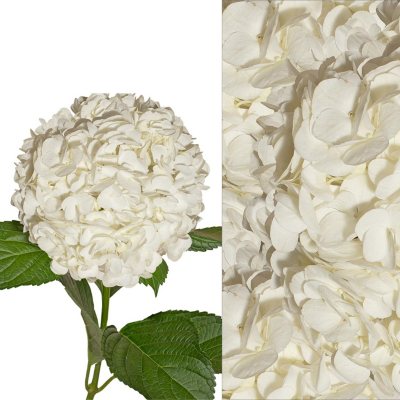 Hydrangeas/Petals Combo - White