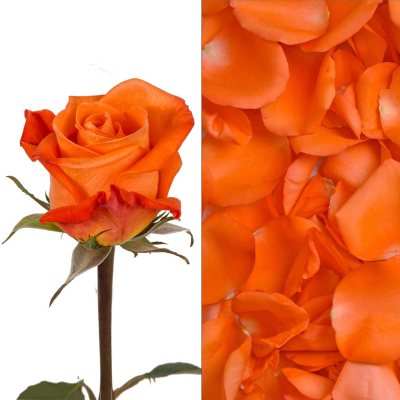Roses/Petal Combo - Orange - 75 Stems