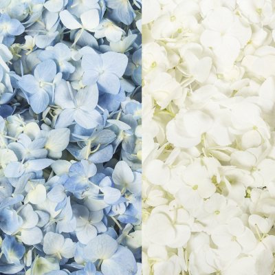 Hydrangea Petals-Blue & White-16  pk.