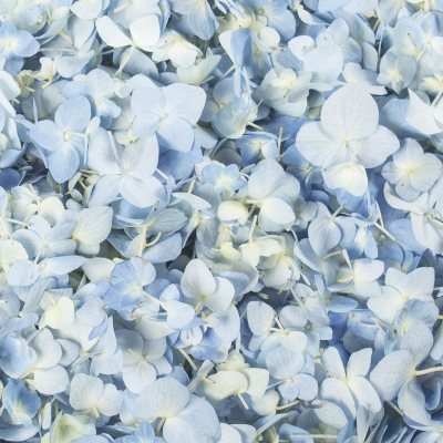Hydrangea Petals-Blue-26 pk.