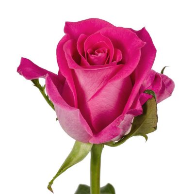 Roses - Topaz - 100 Stems