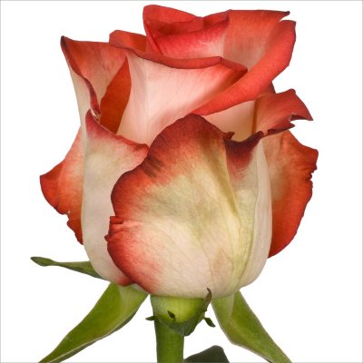 Roses - Blush - 100 Stems