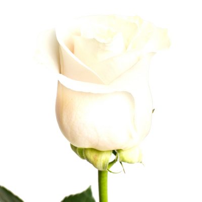 Roses - Vendela - 100 Stems