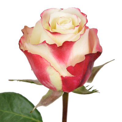 Roses - Sweetness - 100 Stems